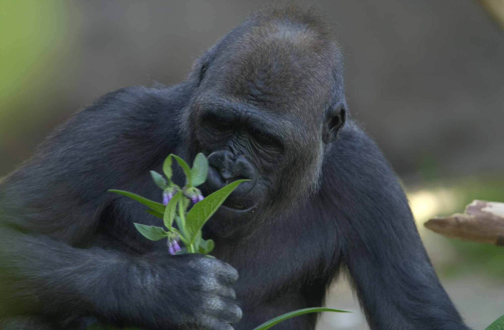 Gorilla Gorilla
