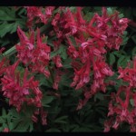 Corydalis GeorgeBaker