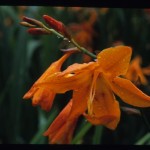 Crocosmia 'Star of the East'