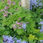 Dicentra exemia, Scilla (bluebell)