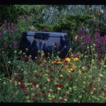 Pot with Knautia macedonica; Dragonfly Farms Nursery