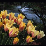 Tulip; Ilga Jansons Design