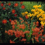 Crocosmia 'Star of the East', Dahlia 'Forncett's Furnace, Miscanthus 'Gold Bar'; Heronswood
