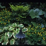 Hosta, Corydalis, Podophyllum pleianthum; Neff Design
