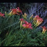 Hemerocallis 'Persian Market', Perovskia; Neff Design