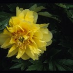 Peony Bartzella
