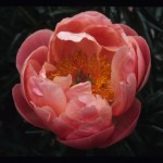Peony Coral Charm