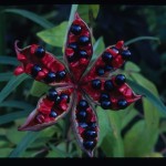 Peony Seedpod