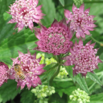 Astrantia Major