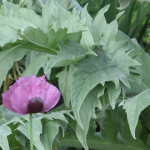 Cynara and Papaver