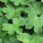 Geranium renardii