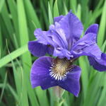 Iris