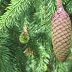 Picea cone