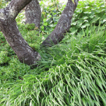 Tree with Hemerocallis