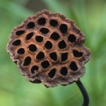 Nelumbo nucifera