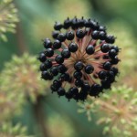 Aralia cordata