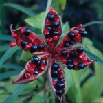 Paeonia