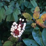 Actaea alba