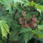 Acer japonica aconitifolium