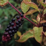 Phytolacca americana