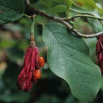 Magnolia wilsonii