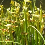 Sarracenia_purpurea-640x360