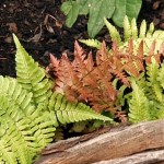 gby1906_1a-autumn-fern.jpg.rend.hgtvcom.1280.960