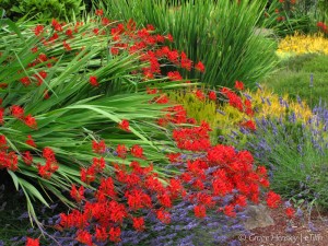 Summer Crocosmia | #HPSW