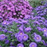 images-2