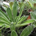 saxifraga longifolia
